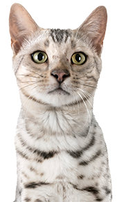 white tabby cat