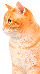 orange cat