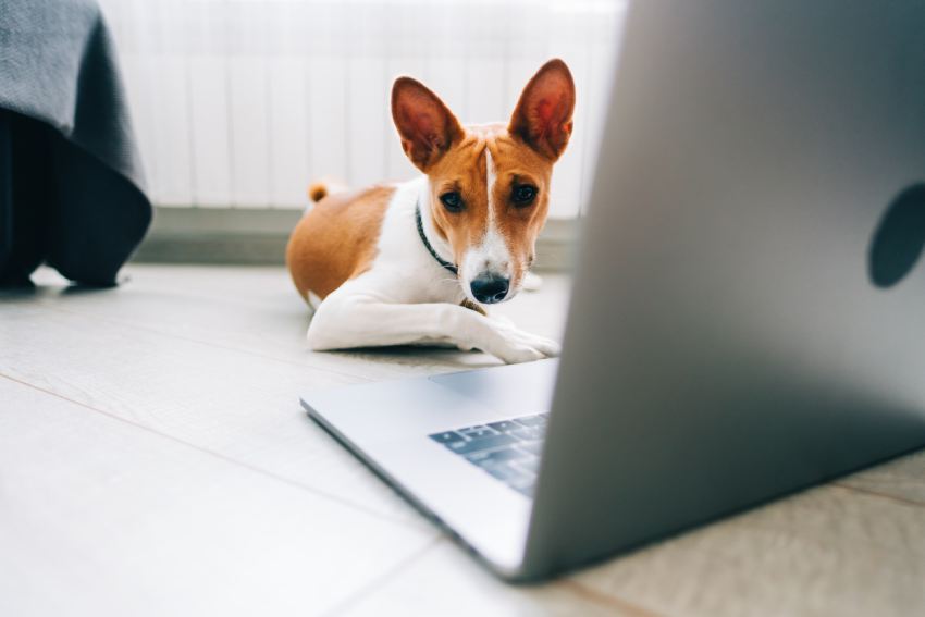 Red white basenji dog lying on a floor with laptop computer.