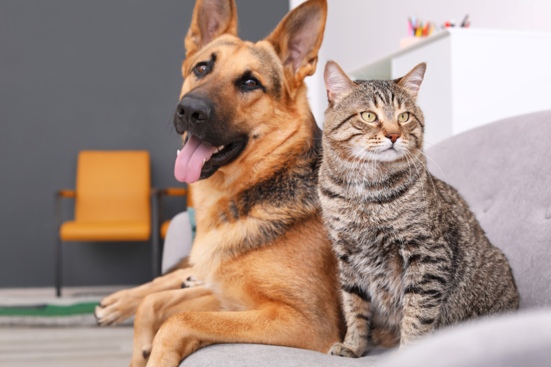 adorable cat and dog resting together on sofa indo